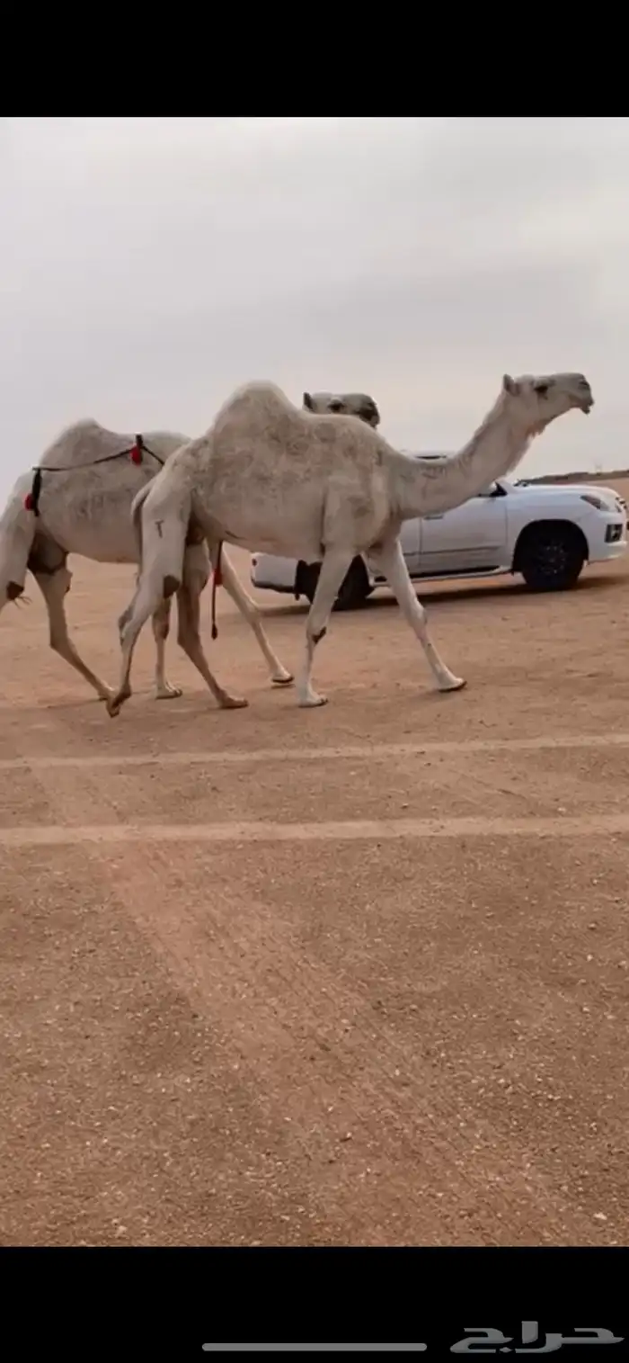 للبيع باتليه رباع معشر لها شهرين ومشروطه 3