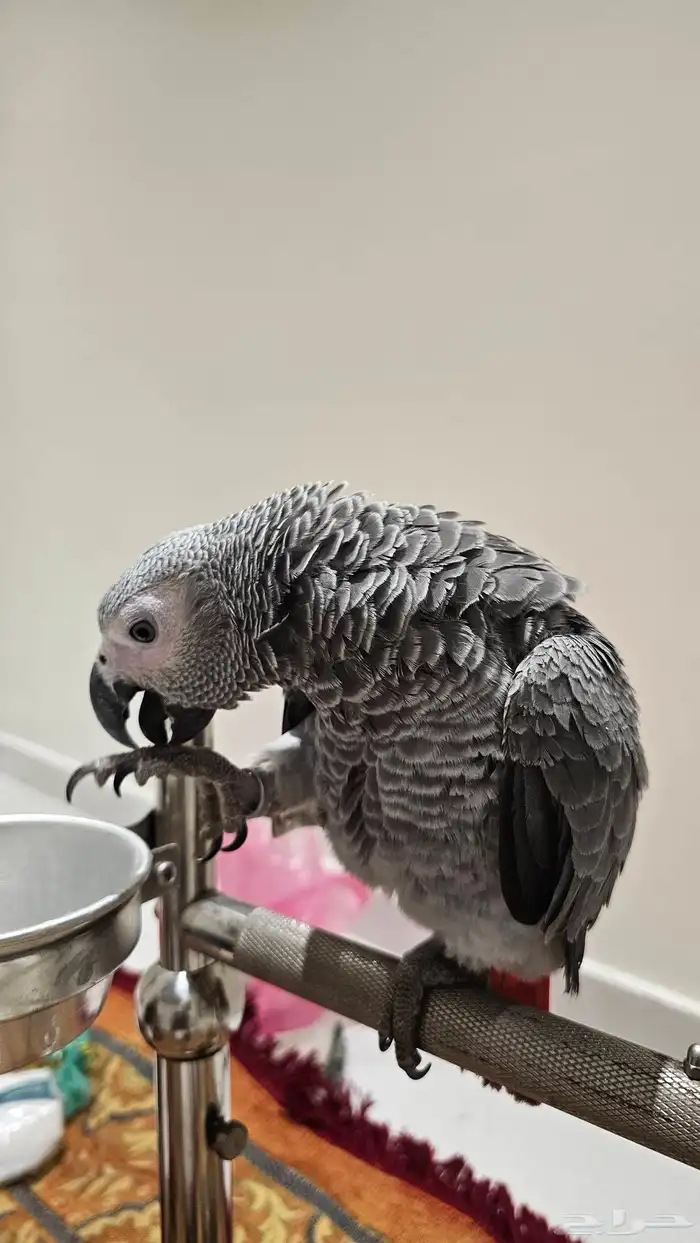 ببغاء كاسكو 2