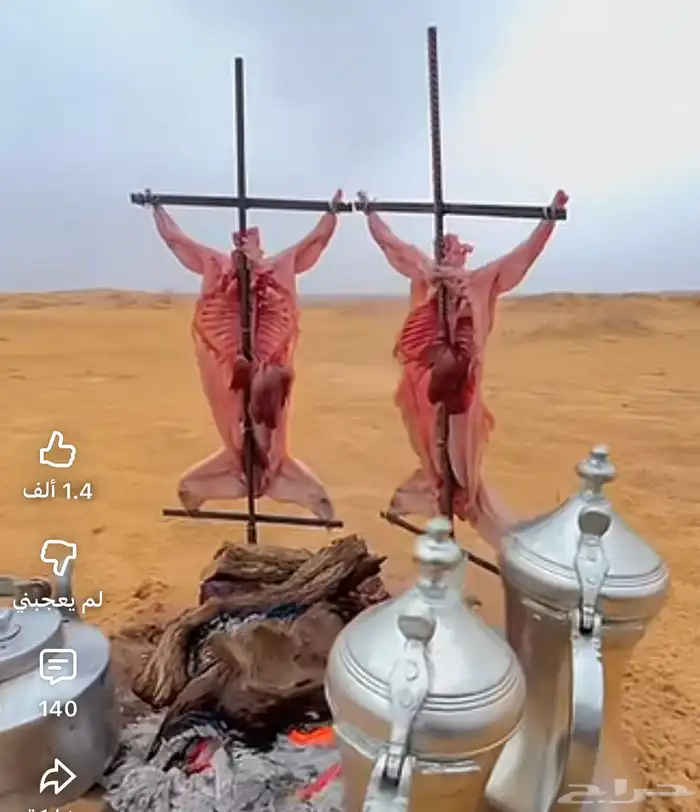 ارانب ذكور مستوى سمينة شحم 11