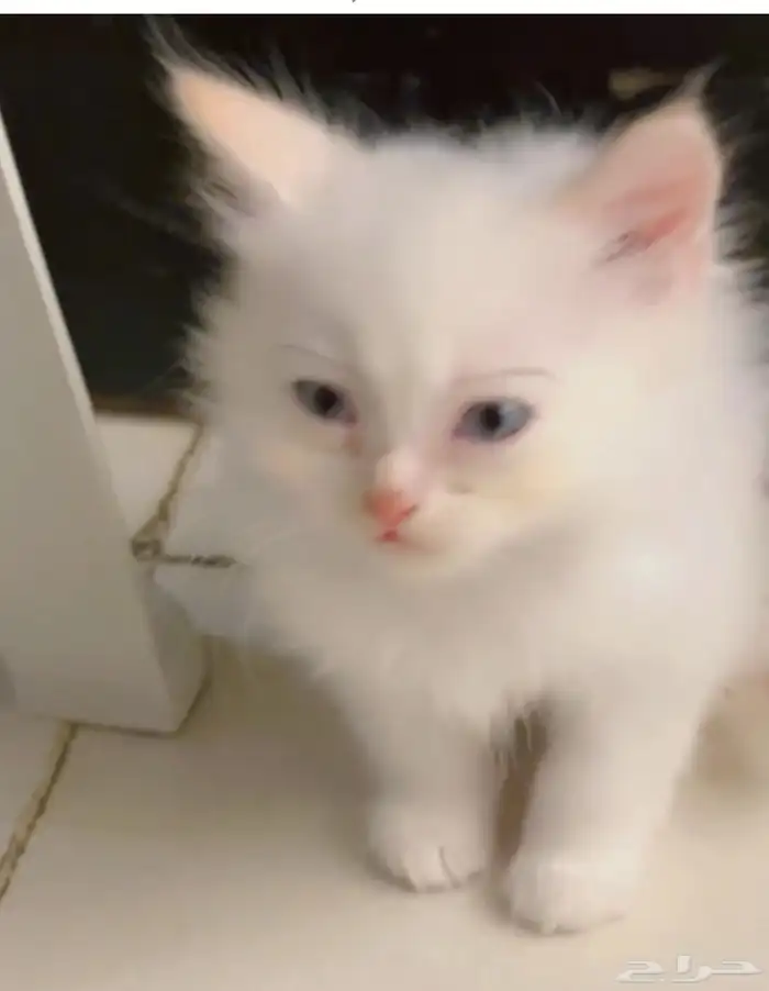 قطط للبيع جميلة وهادئة وحنونة هملايا 2