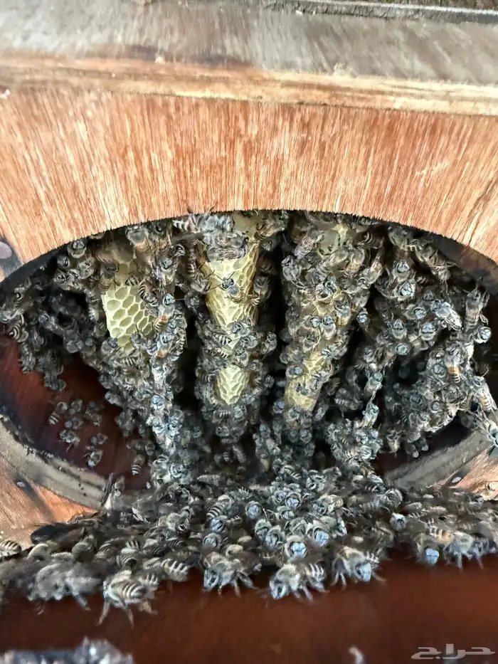 نحل بلدي محايلي 4