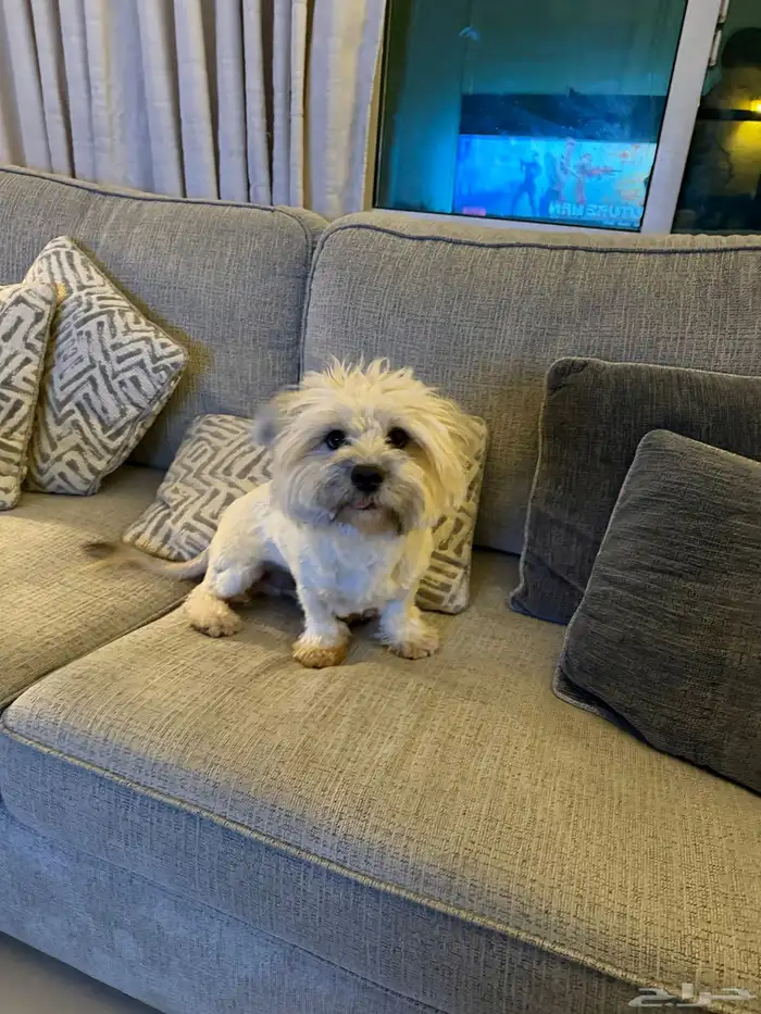 عثر على كلب 1