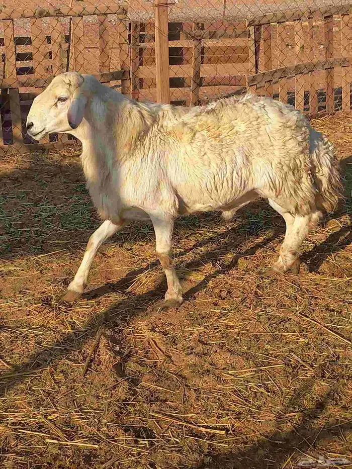 طلي حري فحل 1