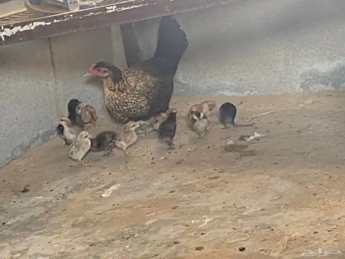 دجاجه للبيع مع صيصانها 11صوص 2