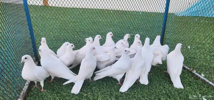 حمام قطيفي 4