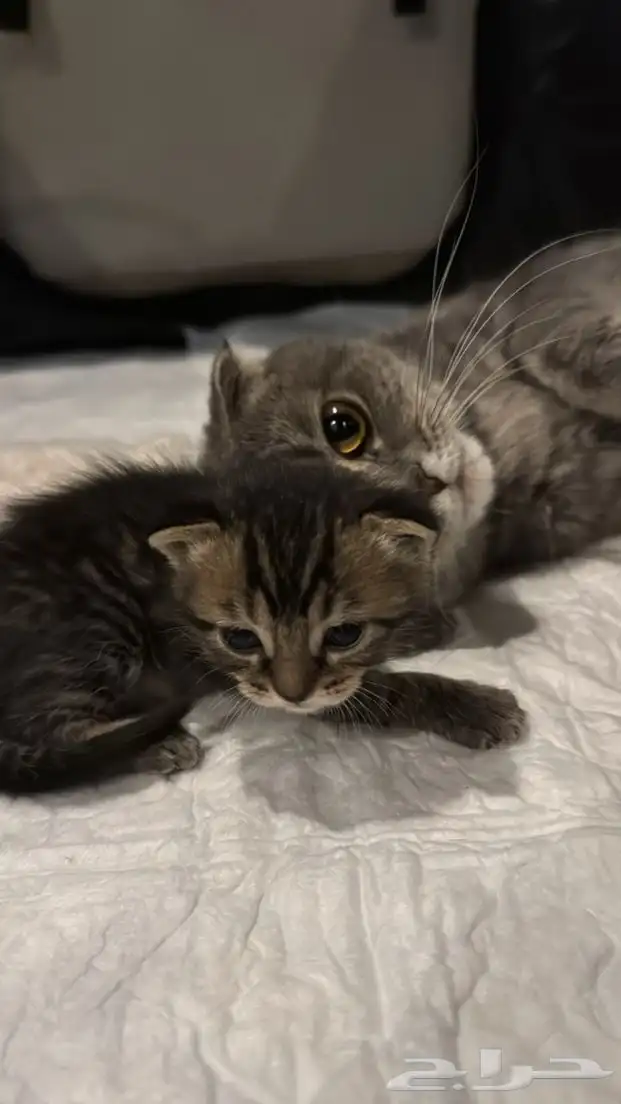 للبيع قطط سكوتش فولد 8