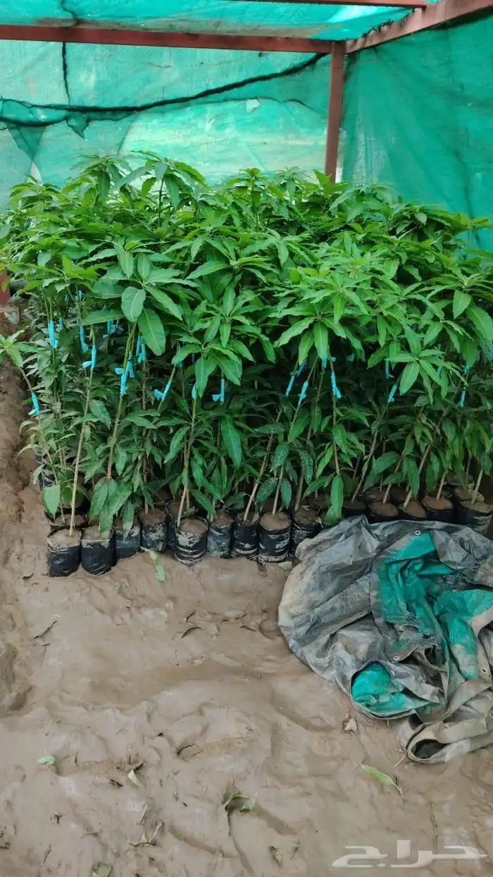 أبو مشتل جيزان أبو غليص لجميع أنواع الشتلات المانجو05336145 1