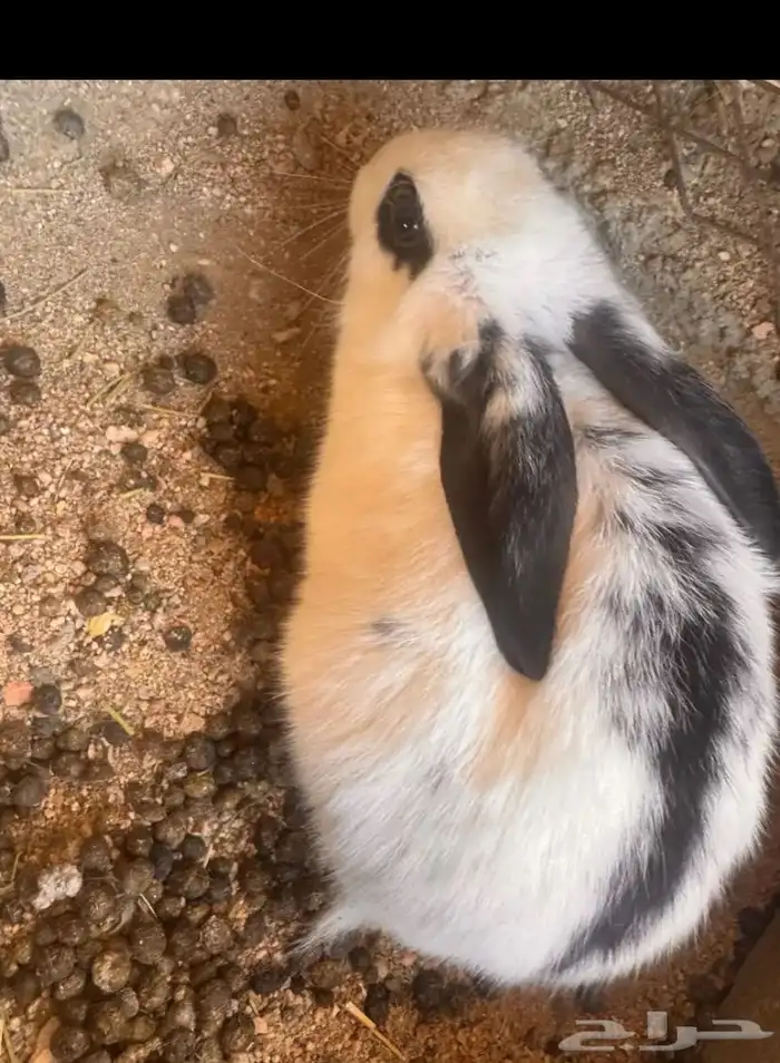 سلام عليكم يوجد ارانب العدد 2 ذكر و انثى على السوم 5