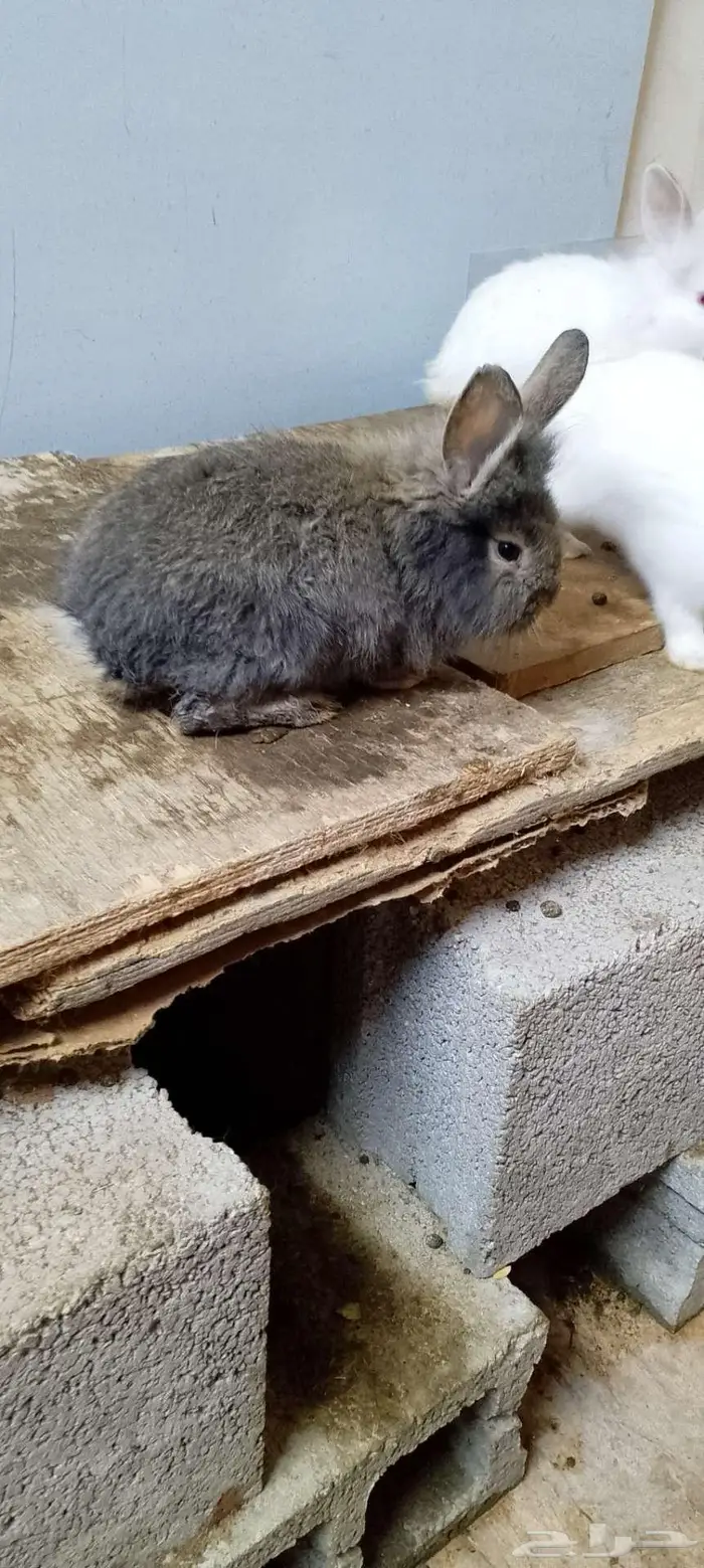 أرانب للبيع سلالات واحجام ضخمة للبيع 17