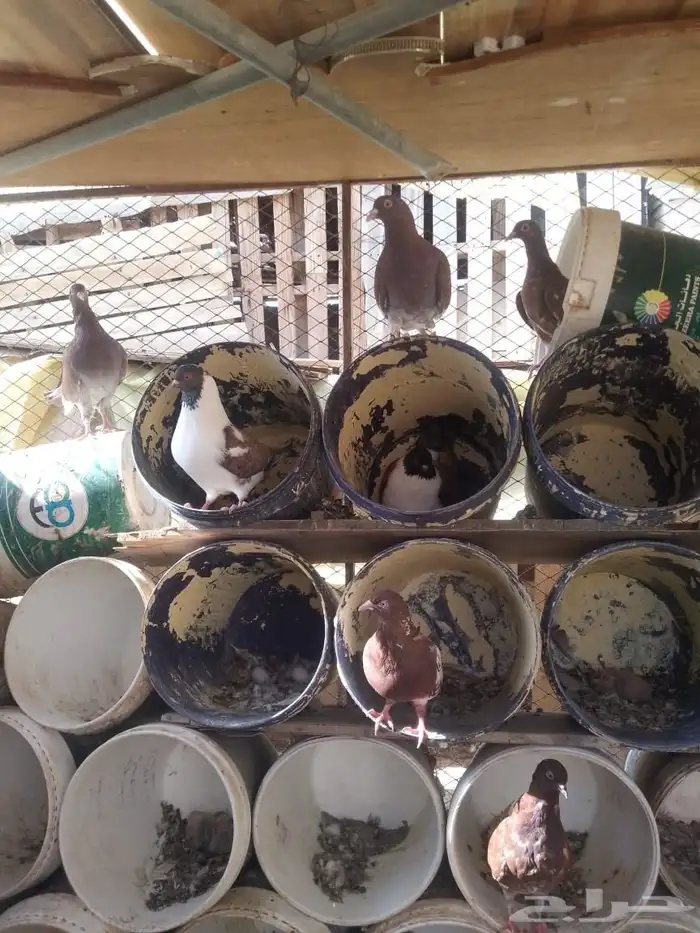 حمام كنق أمريكي اصلي وحمام مصرى جانبواومنتجة علية افر وخ 1