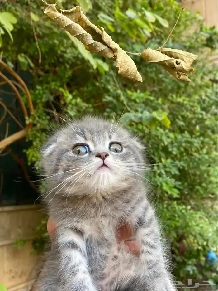 سكوتش فولد بيور مطعمين مدربين للبيع ولايوجد تبني 17