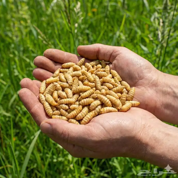 يرقات BSF لتغذية الطيور والاسماك والحيوانات الأليفة 1