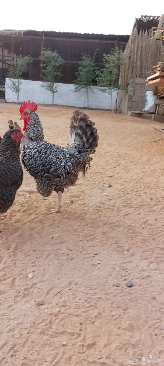 دجاج تركي بياض للبيع 4