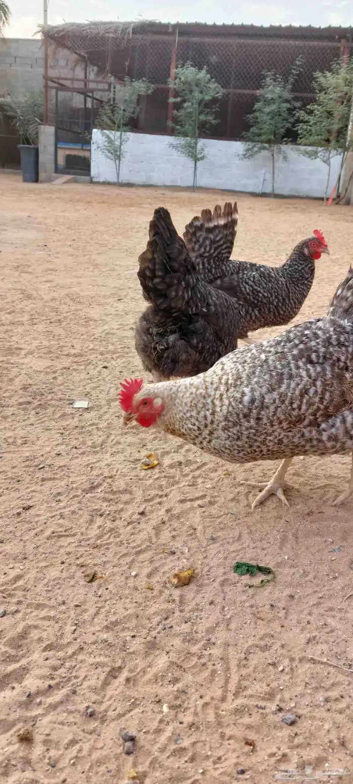 دجاج تركي بياض للبيع 2