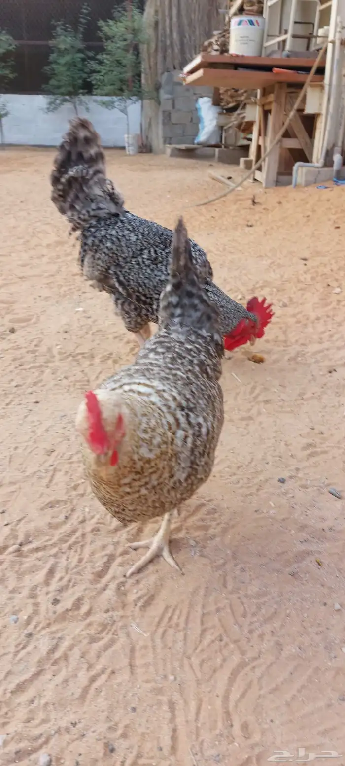 دجاج تركي بياض للبيع 7