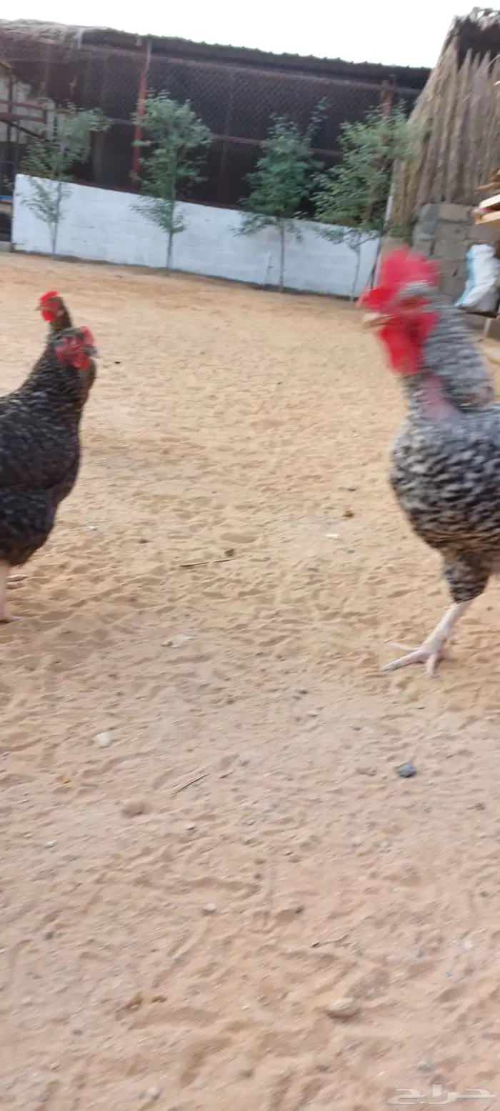 دجاج تركي بياض للبيع 6