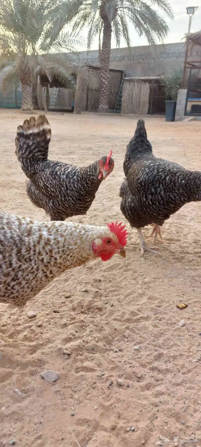 دجاج تركي بياض للبيع 0