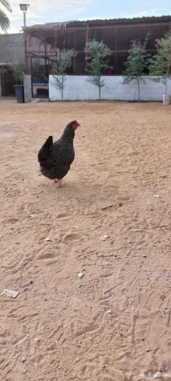 دجاج تركي بياض للبيع 8