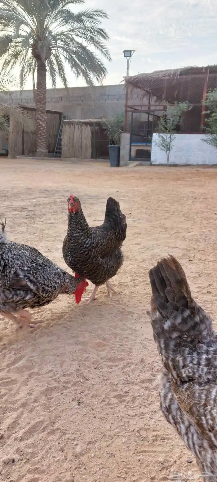 دجاج تركي بياض للبيع 3
