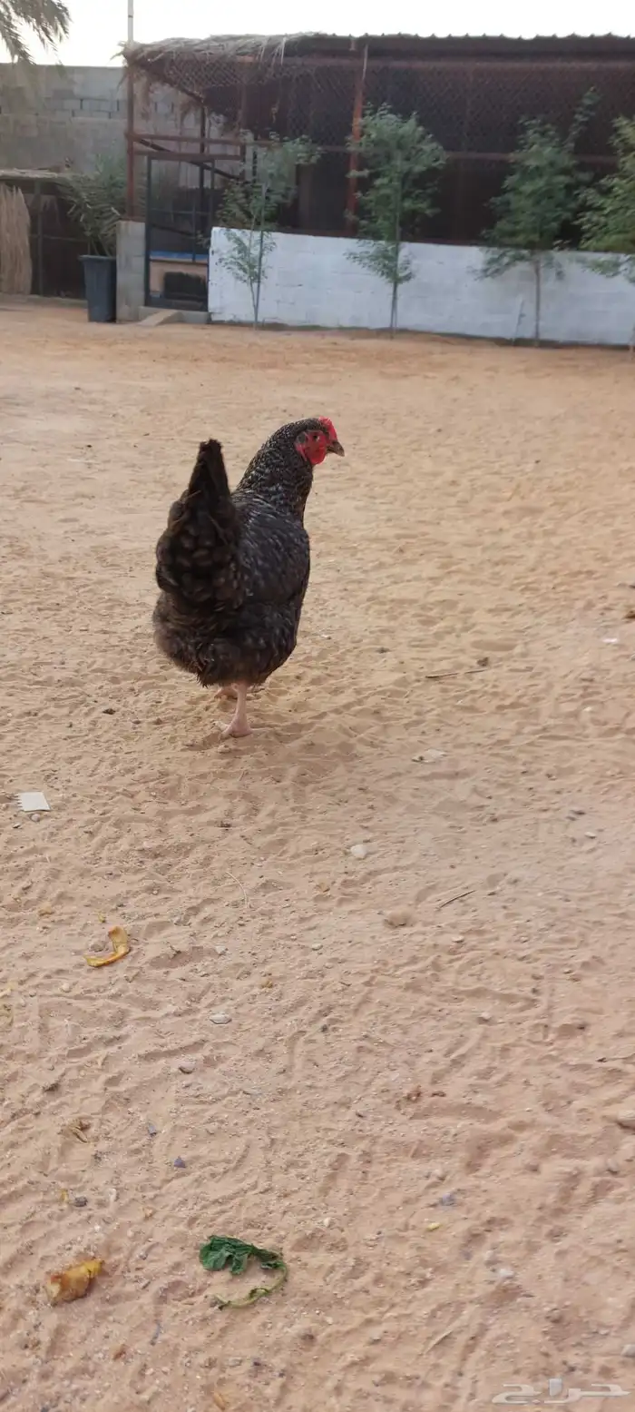 دجاج تركي بياض للبيع 5