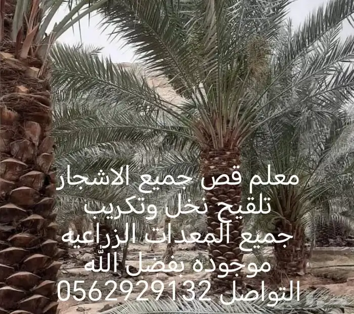 معلم قص جميع الاشجار تلقيح نخل وتكريب النخل 9