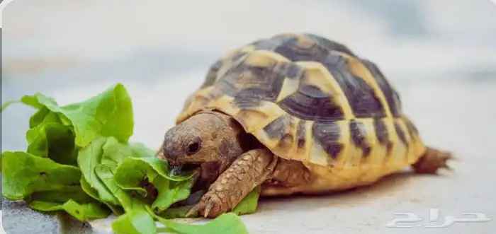 استقبل تبني 4