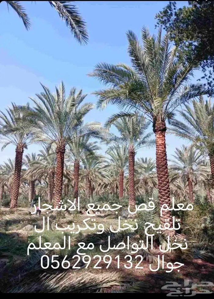 معلم قص جميع الاشجار تلقيح نخل وتكريب النخل 5