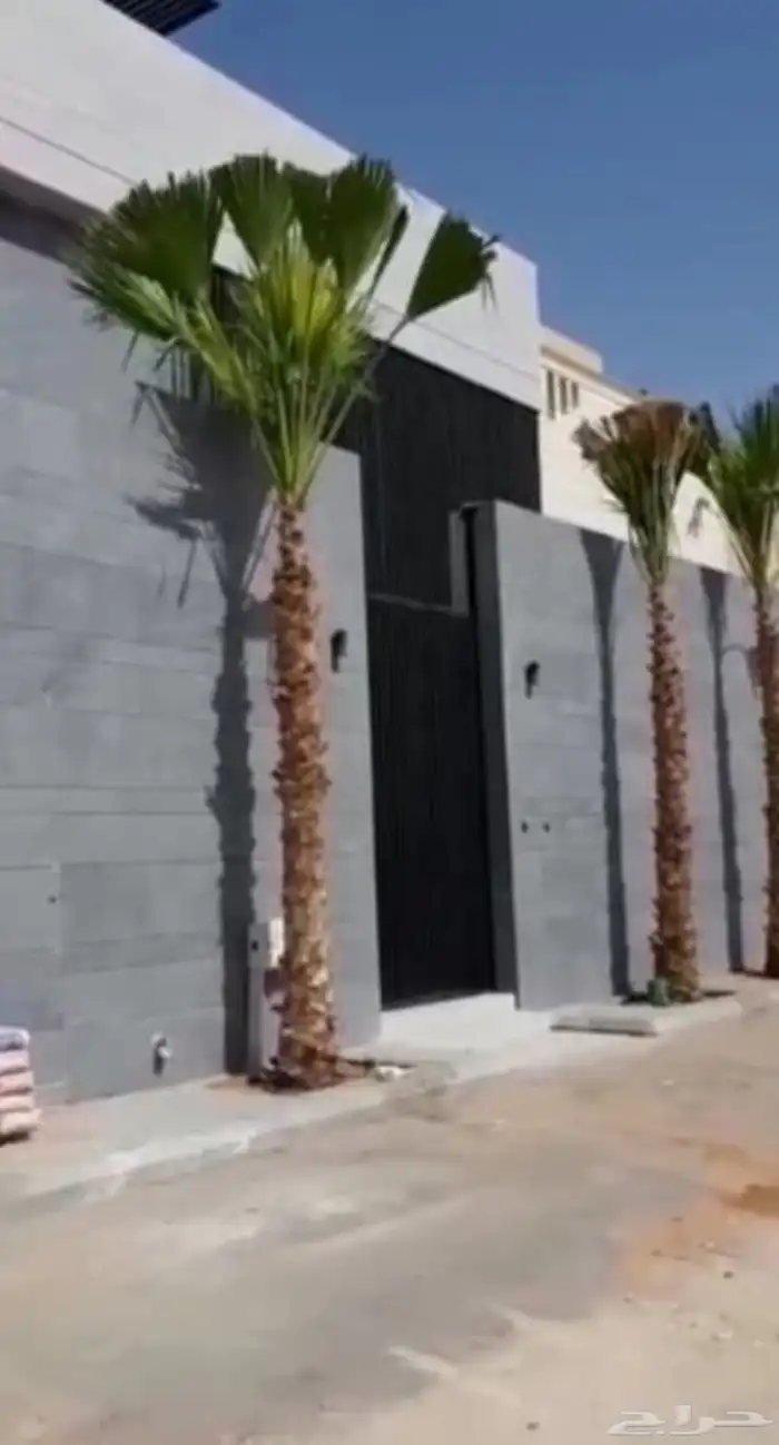 نخل واشنطنيا زينه 5