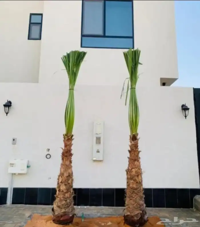 نخل القصيم نخلوطيب ومثمر 5