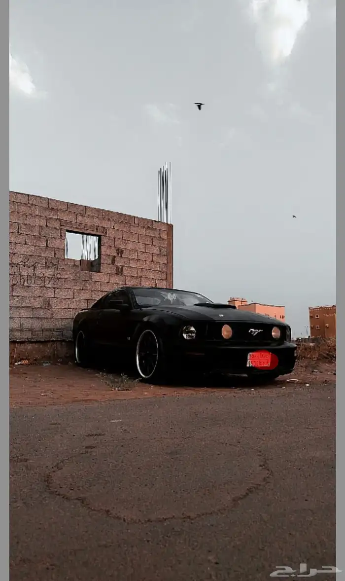 موستنج للبيع 4