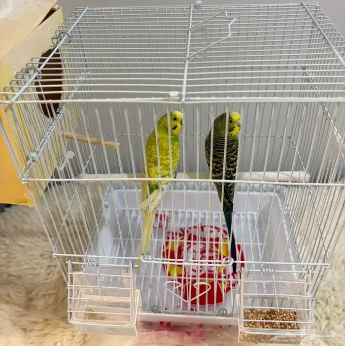 زوح طيور الحب للبيع 2