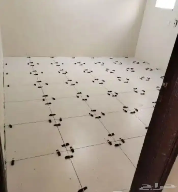 دھانات شغل 3