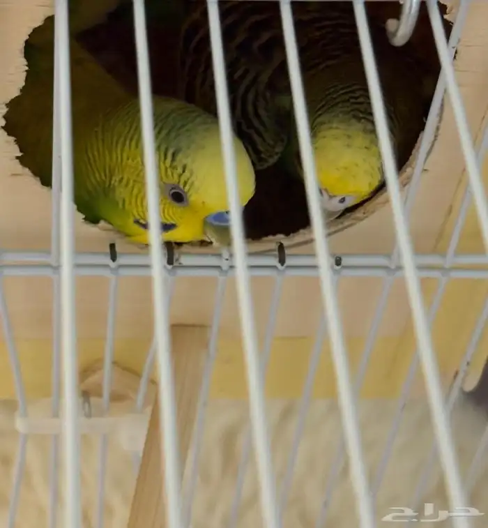 زوح طيور الحب للبيع 3
