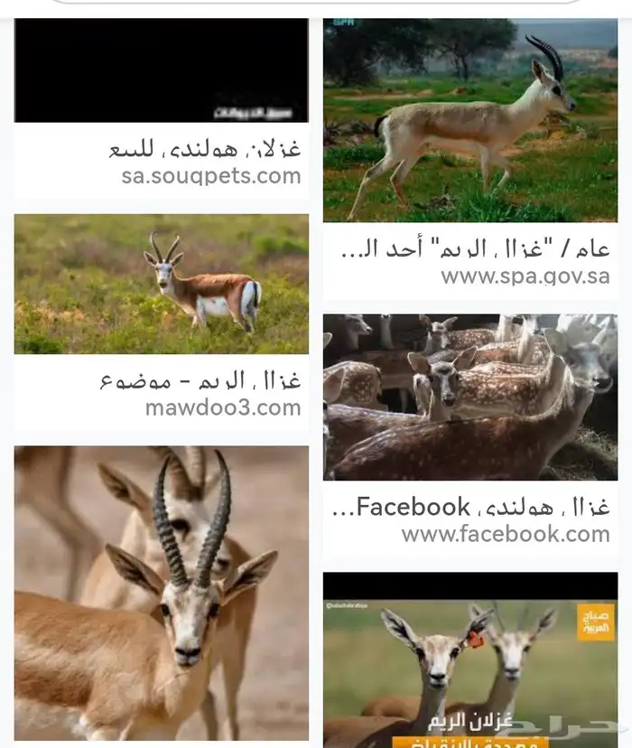 مطلوب غزلان ريم او هولندي معها تصريح الخرج الرياض 2