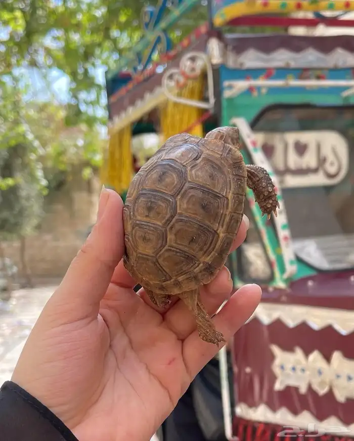 للبيع سلاحف سوريه نظيفه وبصحه ممتازه متوفر احجام مختلفه 6