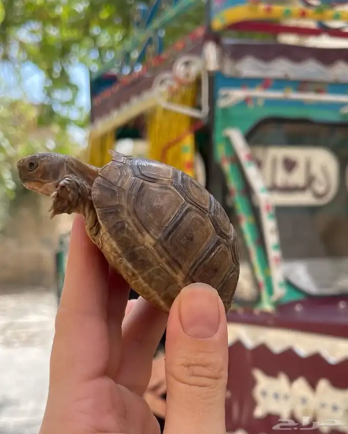 للبيع سلاحف سوريه نظيفه وبصحه ممتازه متوفر احجام مختلفه 9