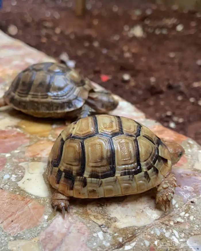للبيع سلاحف سوريه نظيفه وبصحه ممتازه متوفر احجام مختلفه 5