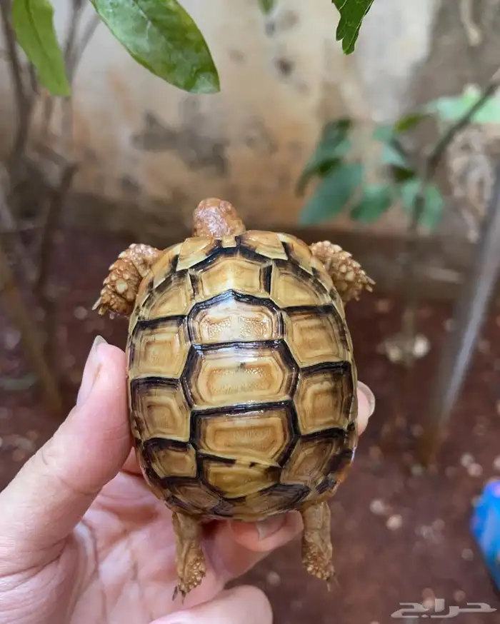 للبيع سلاحف سوريه نظيفه وبصحه ممتازه متوفر احجام مختلفه 0