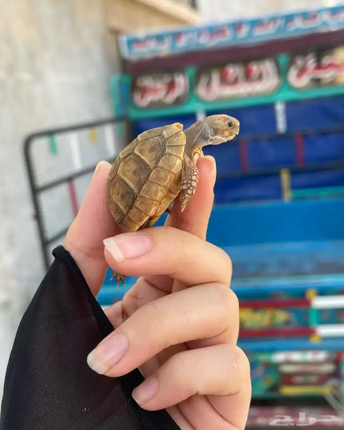 للبيع سلاحف سوريه نظيفه وبصحه ممتازه متوفر احجام مختلفه 8
