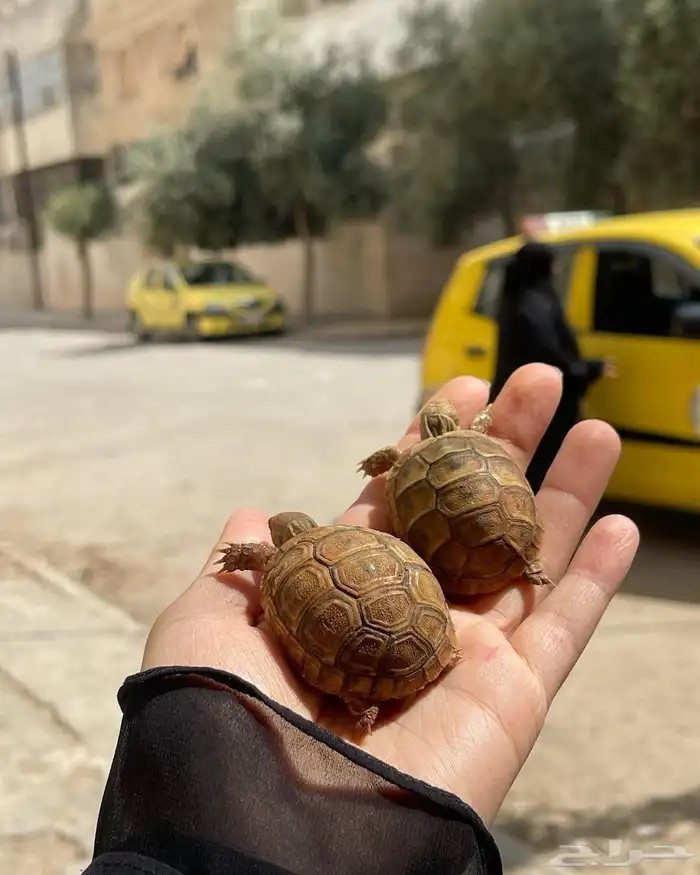 للبيع سلاحف سوريه نظيفه وبصحه ممتازه متوفر احجام مختلفه 1