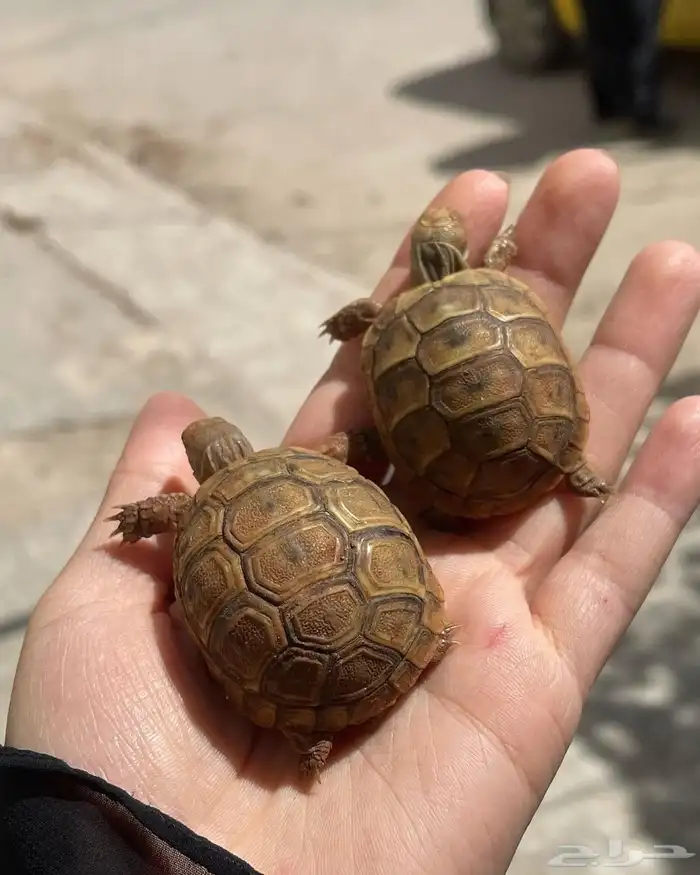للبيع سلاحف سوريه نظيفه وبصحه ممتازه متوفر احجام مختلفه 3