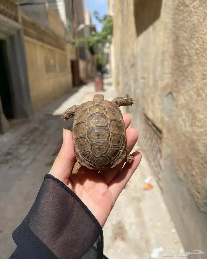 للبيع سلاحف سوريه نظيفه وبصحه ممتازه متوفر احجام مختلفه 7