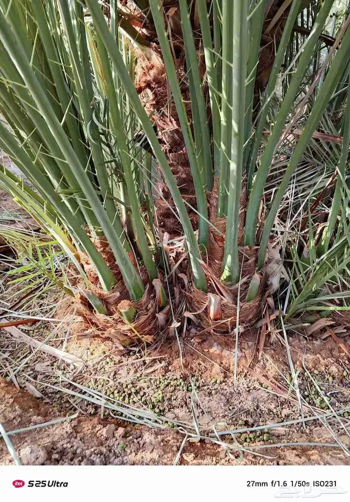 يوجد صقعي مجدول هللي وهشيشي وشبيبي فنخا حلوه 1