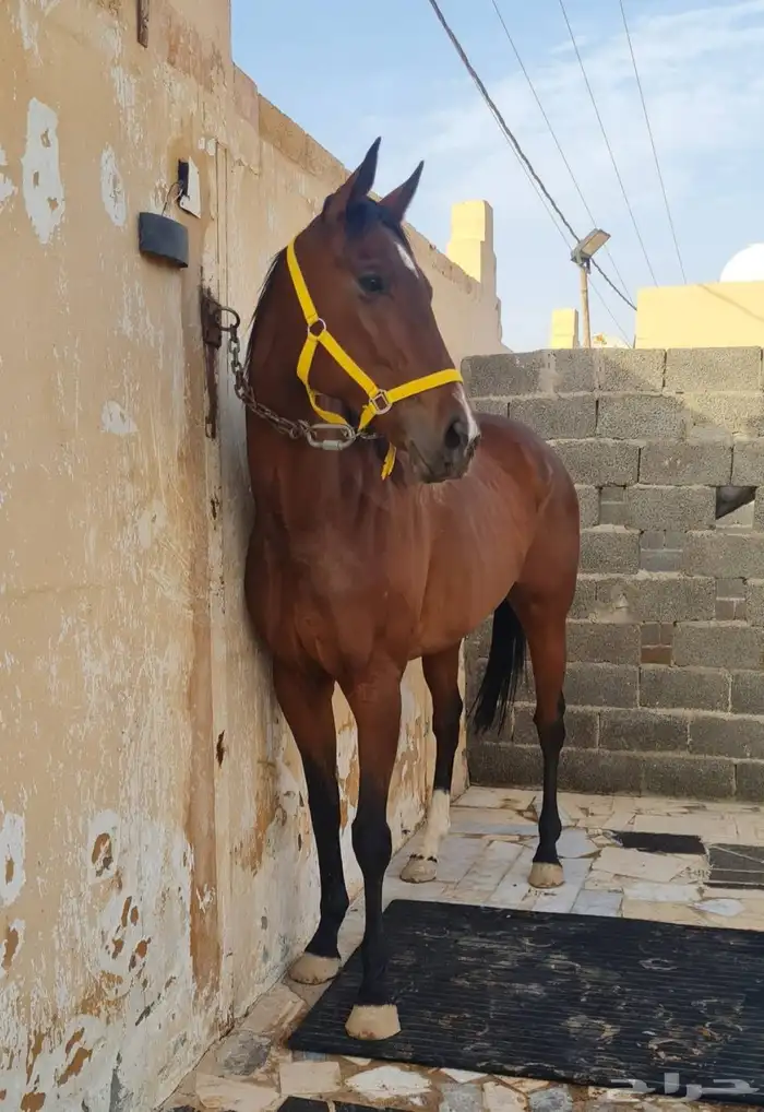 رمكه إنتاج معها جواز 0