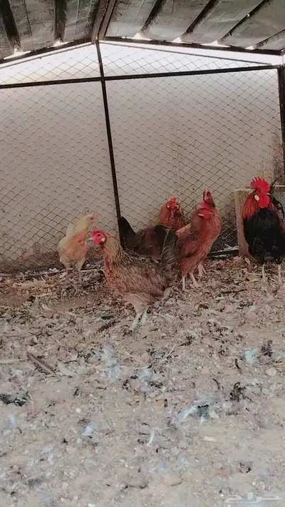 دجاج بلدي فري حضان index