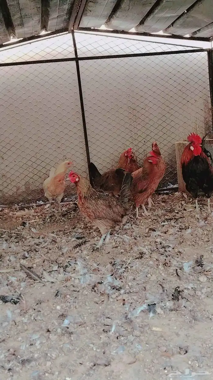دجاج بلدي فري حضان 3