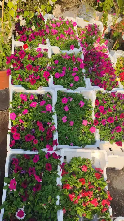 زرع طبيعي وسماد وتربيه index