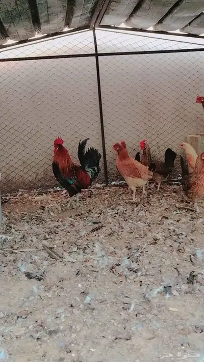 دجاج بلدي فري حضان index