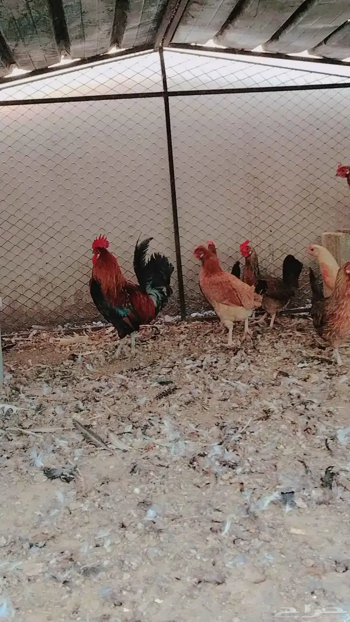دجاج بلدي فري حضان 2