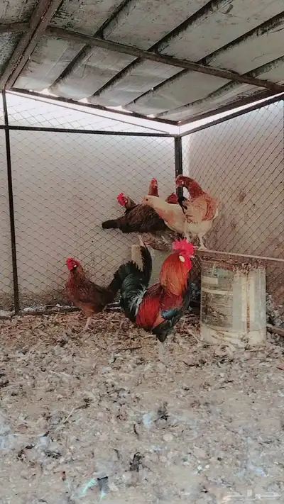 دجاج بلدي فري حضان index